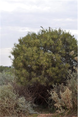 APII jpeg image of Acacia oswaldii  © contact APII