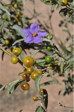 APII jpeg image of Solanum sturtianum  © contact APII