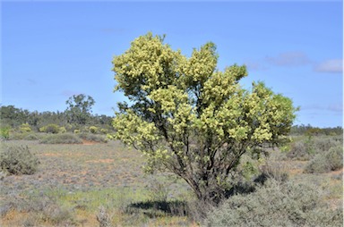 APII jpeg image of Acacia victoriae  © contact APII