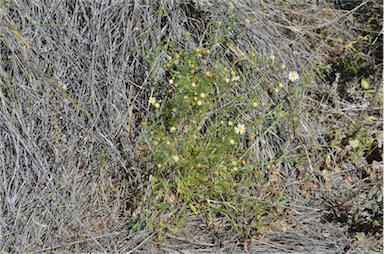 APII jpeg image of Brachyscome ciliaris var. lanuginosa  © contact APII