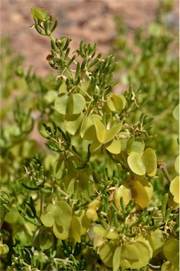 APII jpeg image of Zygophyllum aurantiacum subsp. verticillatum  © contact APII