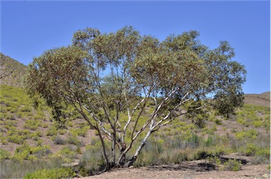 APII jpeg image of Eucalyptus socialis subsp. socialis  © contact APII