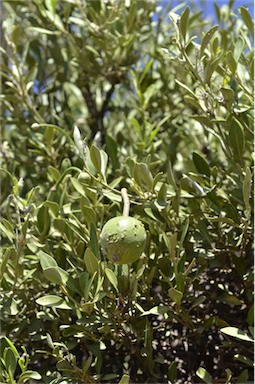 APII jpeg image of Capparis mitchellii  © contact APII