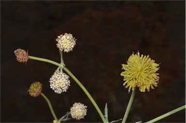 APII jpeg image of Trachymene glaucifolia  © contact APII