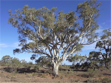 APII jpeg image of Eucalyptus camaldulensis  © contact APII