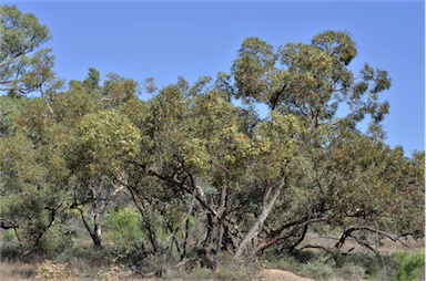 APII jpeg image of Eucalyptus socialis subsp. socialis  © contact APII