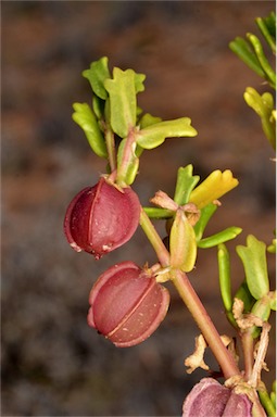 APII jpeg image of Zygophyllum crenatum  © contact APII