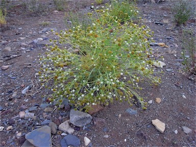 APII jpeg image of Trachymene glaucifolia  © contact APII