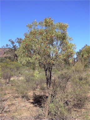 APII jpeg image of Santalum acuminatum  © contact APII