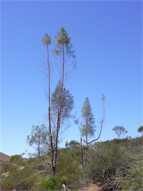 APII jpeg image of Codonocarpus pyramidalis  © contact APII