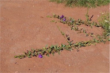 APII jpeg image of Eremophila prostrata  © contact APII