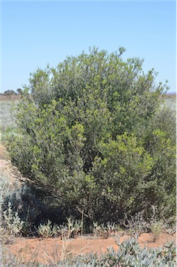 APII jpeg image of Melaleuca pauperiflora  © contact APII