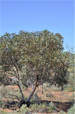 APII jpeg image of Eucalyptus percostata  © contact APII