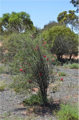 APII jpeg image of Melaleuca coccinea  © contact APII