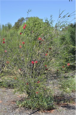 APII jpeg image of Melaleuca coccinea  © contact APII