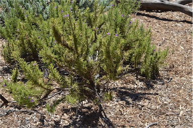 APII jpeg image of Eremophila adenotricha  © contact APII