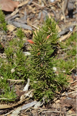 APII jpeg image of Eremophila subteretifolia  © contact APII