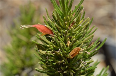 APII jpeg image of Eremophila subteretifolia  © contact APII