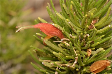 APII jpeg image of Eremophila subteretifolia  © contact APII