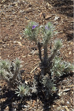 APII jpeg image of Eremophila fasciata  © contact APII