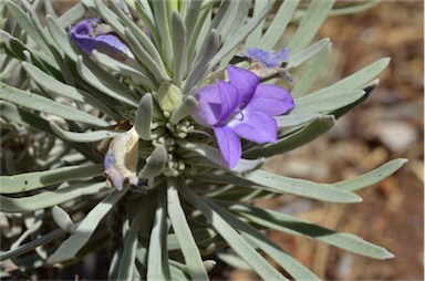 APII jpeg image of Eremophila fasciata  © contact APII