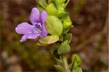 APII jpeg image of Eremophila platythamnos subsp. exostrachys  © contact APII