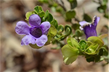 APII jpeg image of Eremophila platythamnos subsp. exostrachys  © contact APII