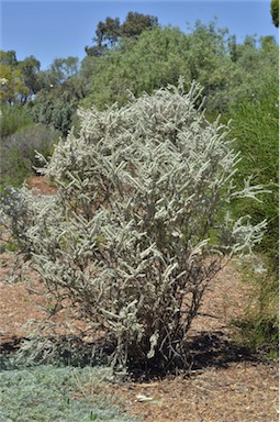 APII jpeg image of Eremophila lachnocalyx  © contact APII