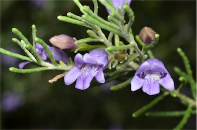 APII jpeg image of Eremophila clavata  © contact APII