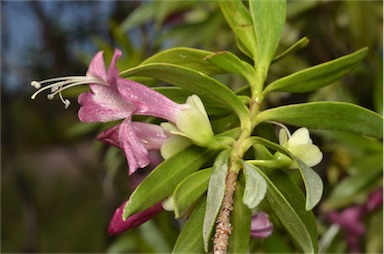 APII jpeg image of Eremophila lucida  © contact APII