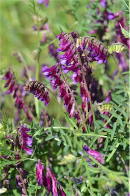 APII jpeg image of Vicia villosa subsp. eriocarpa  © contact APII