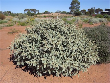 APII jpeg image of Solanum orbiculatum  © contact APII