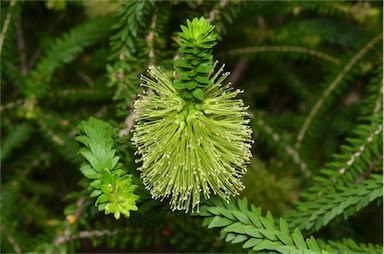 APII jpeg image of Melaleuca diosmifolia  © contact APII