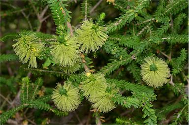 APII jpeg image of Melaleuca diosmifolia  © contact APII