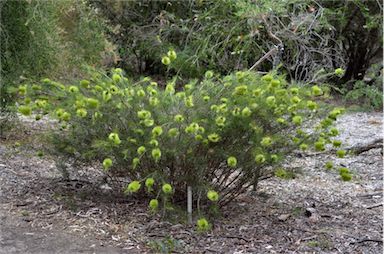 APII jpeg image of Callistemon pinifolius  © contact APII