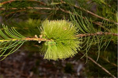 APII jpeg image of Callistemon pinifolius  © contact APII