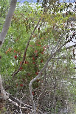 APII jpeg image of Callistemon viminalis subsp. viminalis  © contact APII