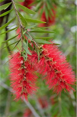 APII jpeg image of Callistemon viminalis subsp. viminalis  © contact APII