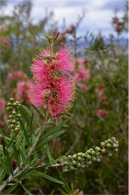 APII jpeg image of Callistemon rugulosus  © contact APII