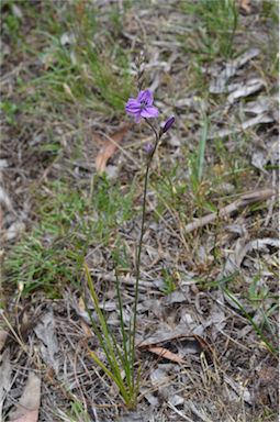 APII jpeg image of Arthropodium sp. Albury (A.D.J.Piesse 9)  © contact APII