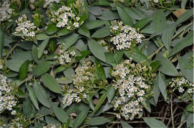 APII jpeg image of Olearia elliptica subsp. elliptica  © contact APII