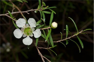 APII jpeg image of Leptospermum polygalifolium subsp. transmontanum  © contact APII