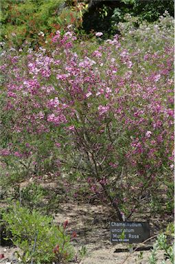 APII jpeg image of Chamelaucium uncinatum 'Murfit Rose'  © contact APII