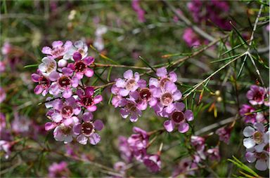 APII jpeg image of Chamelaucium uncinatum 'Murfit Rose'  © contact APII