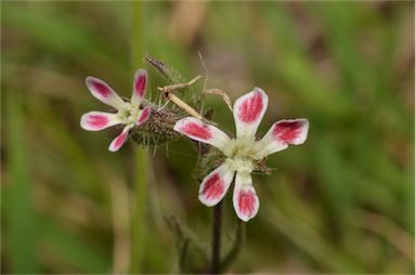 APII jpeg image of Silene gallica var. quinquevulnera  © contact APII