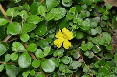 APII jpeg image of Hibbertia truncata  © contact APII