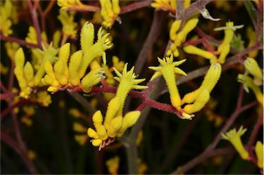 APII jpeg image of Anigozanthos 'Western Star Yellow Gem'  © contact APII