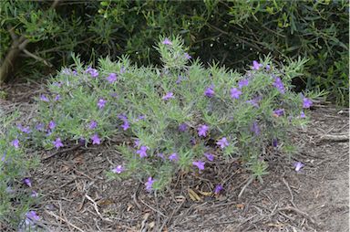 APII jpeg image of Eremophila gilesii  © contact APII