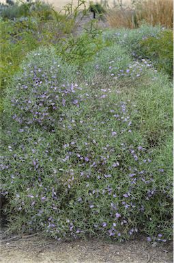 APII jpeg image of Scaevola oxyclona  © contact APII