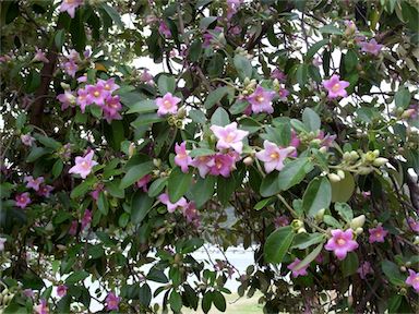 APII jpeg image of Lagunaria patersonia  © contact APII